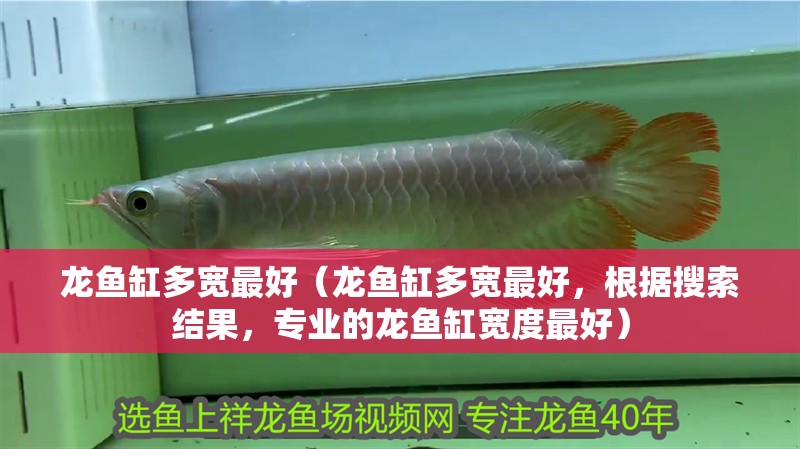 龍魚缸多寬最好（龍魚缸多寬最好，根據(jù)搜索結(jié)果，專業(yè)的龍魚缸寬度最好）