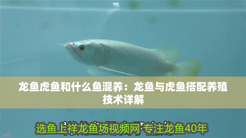 龍魚虎魚和什么魚混養：龍魚與虎魚搭配養殖技術詳解