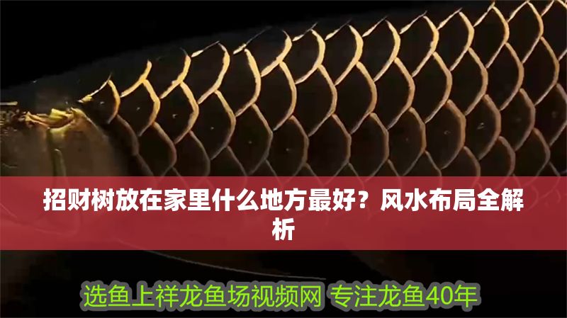 招財樹放在家里什么地方最好？風(fēng)水布局全解析