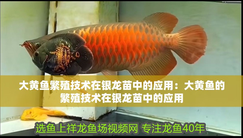 大黃魚繁殖技術在銀龍苗中的應用：大黃魚的繁殖技術在銀龍苗中的應用