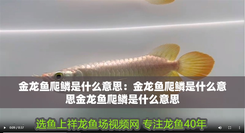 金龍魚(yú)爬鱗是什么意思：金龍魚(yú)爬鱗是什么意思金龍魚(yú)爬鱗是什么意思