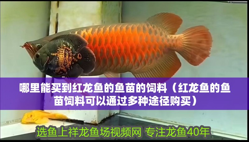 哪里能買到紅龍魚的魚苗的飼料（紅龍魚的魚苗飼料可以通過多種途徑購買）