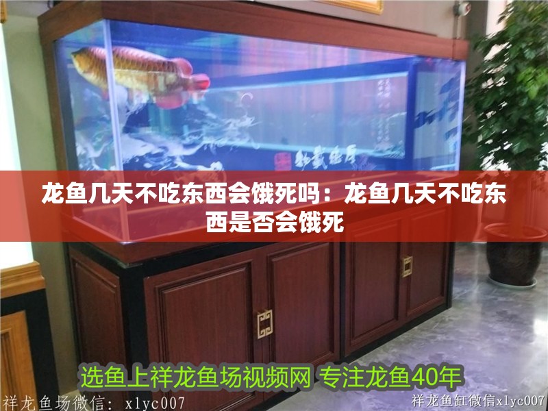 龍魚幾天不吃東西會餓死嗎：龍魚幾天不吃東西是否會餓死