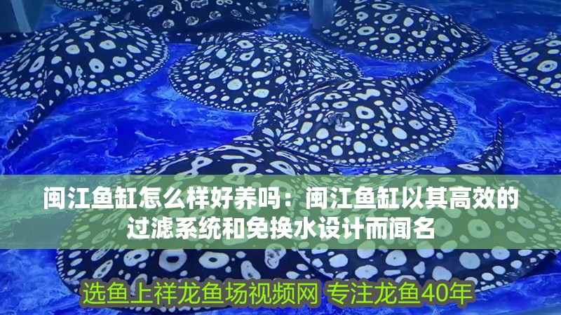 閩江魚缸怎么樣好養(yǎng)嗎：閩江魚缸以其高效的過濾系統(tǒng)和免換水設(shè)計(jì)而聞名