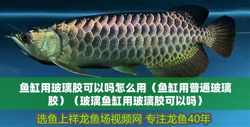 魚缸用玻璃膠可以嗎怎么用（魚缸用普通玻璃膠）（玻璃魚缸用玻璃膠可以嗎）