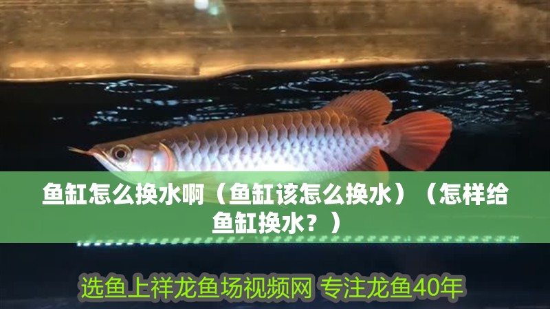 魚缸怎么換水啊（魚缸該怎么換水）（怎樣給魚缸換水？）