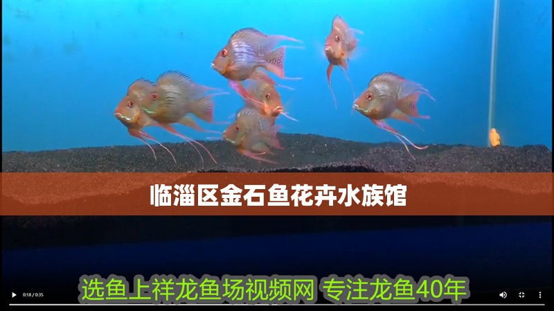 臨淄區金石魚花卉水族館