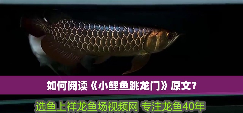 如何閱讀《小鯉魚跳龍門》原文？