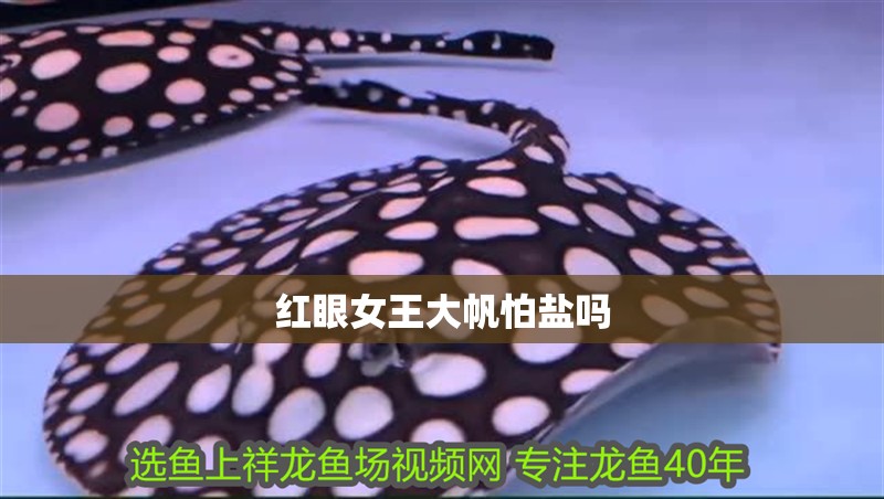 紅眼女王大帆怕鹽嗎