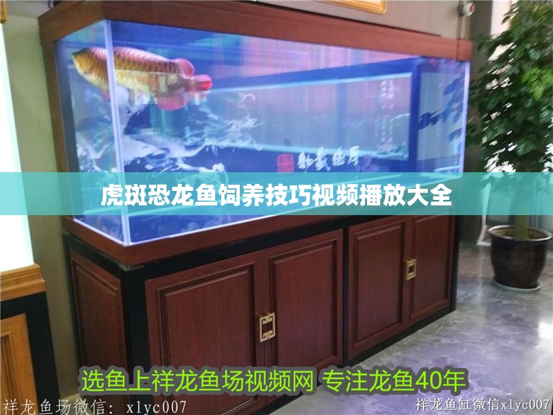 虎斑恐龍魚飼養(yǎng)技巧視頻播放大全