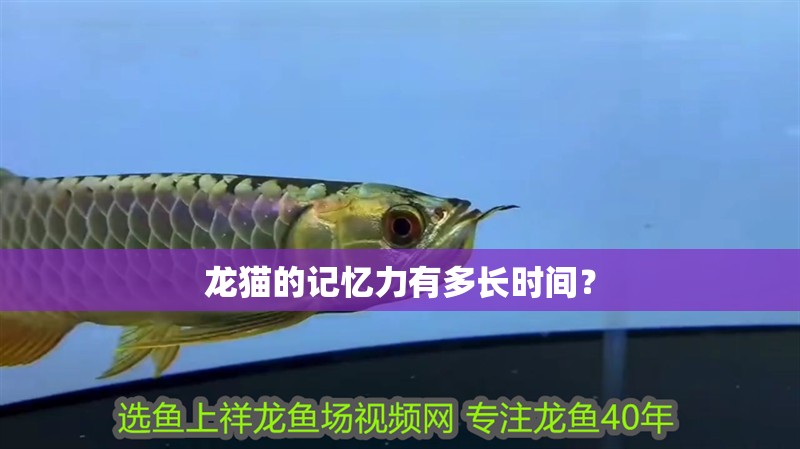 龍貓的記憶力有多長時間？