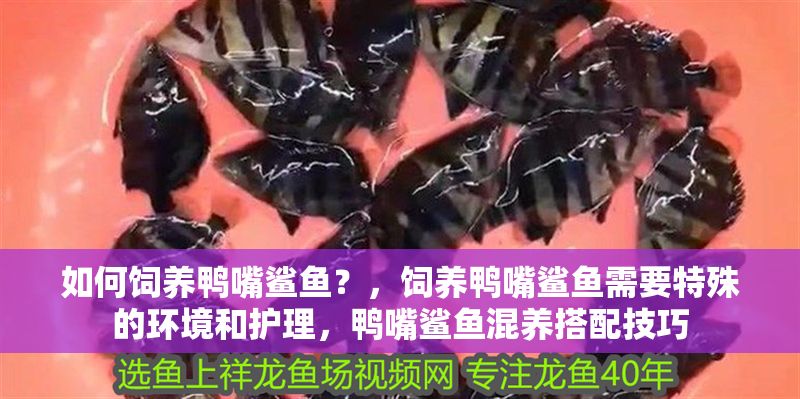 如何飼養鴨嘴鯊魚？，飼養鴨嘴鯊魚需要特殊的環境和護理，鴨嘴鯊魚混養搭配技巧