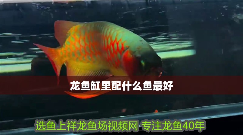 龍魚缸里配什么魚最好 龍魚缸里配什么魚最好 龍魚論壇