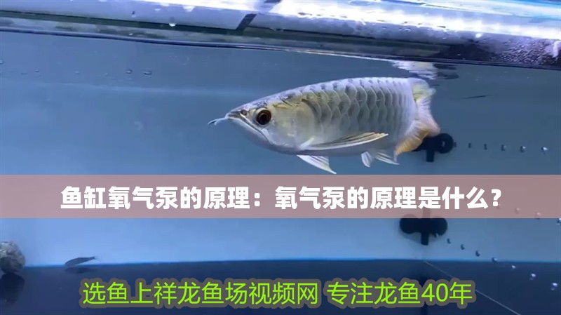 魚缸氧氣泵的原理：氧氣泵的原理是什么？