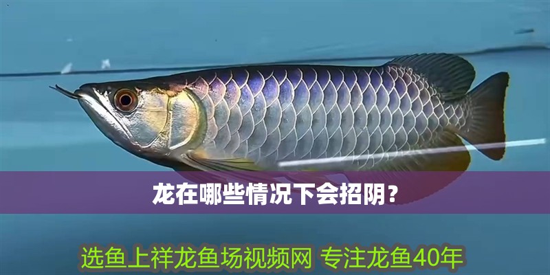 龍在哪些情況下會招陰？
