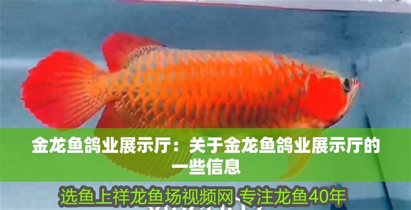 金龍魚鴿業展示廳：關于金龍魚鴿業展示廳的一些信息