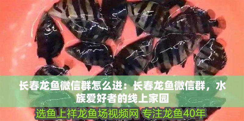 長春龍魚微信群怎么進：長春龍魚微信群，水族愛好者的線上家園
