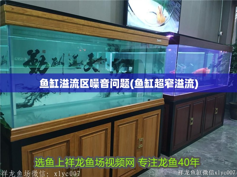 什么魚能和龍魚、虎魚混養(龍魚能和虎魚混養嗎) 魚缸溢流區噪音問題(魚缸超窄溢流) 魚缸百科 魚缸溢流區噪音問題(魚缸超窄溢流) 魚缸溢流區噪音問題(魚缸超窄溢流) 魚缸百科