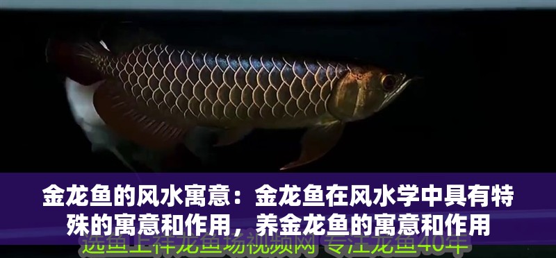 金龍魚的風水寓意：金龍魚在風水學中具有特殊的寓意和作用，養金龍魚的寓意和作用 金龍魚的風水寓意：金龍魚在風水學中具有特殊的寓意和作用，養金龍魚的寓意和作用 龍魚百科
