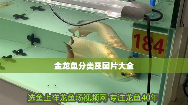 金龍魚分類及圖片大全