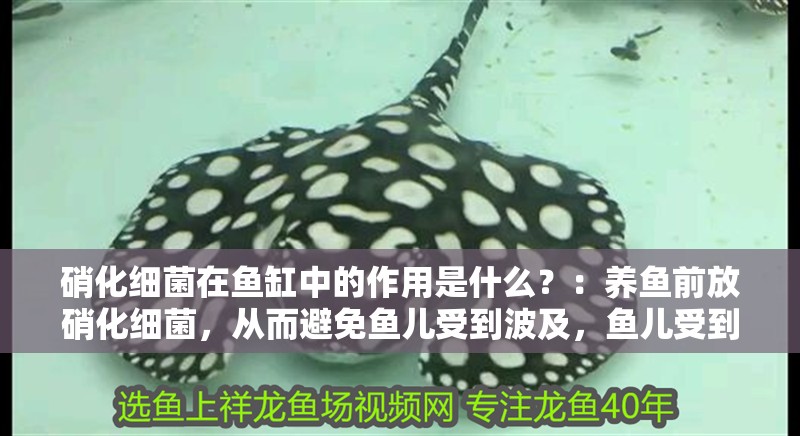 硝化細菌在魚缸中的作用是什么？：養魚前放硝化細菌，從而避免魚兒受到波及，魚兒受到波及 硝化細菌在魚缸中的作用是什么？：養魚前放硝化細菌，從而避免魚兒受到波及，魚兒受到波及 魚缸百科