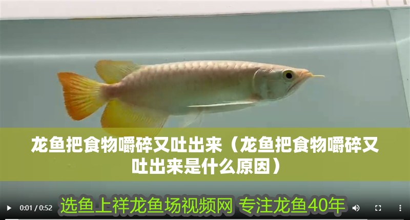龍魚把食物嚼碎又吐出來（龍魚把食物嚼碎又吐出來是什么原因）