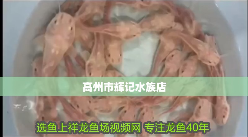<strong><mark>高州</mark></strong>市輝記水族店