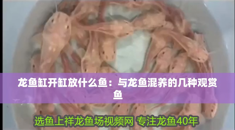 龍魚缸開缸放什么魚：與龍魚混養的幾種觀賞魚 龍魚缸開缸放什么魚：與龍魚混養的幾種觀賞魚 龍魚百科