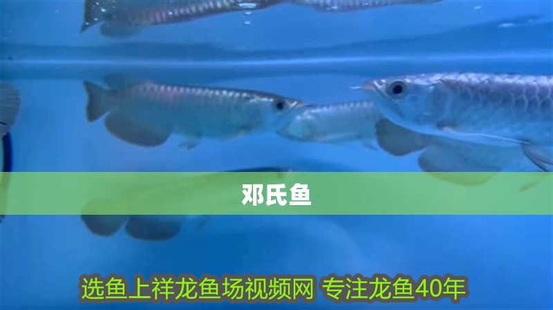 鄧氏魚 鄧氏魚 龍魚論壇