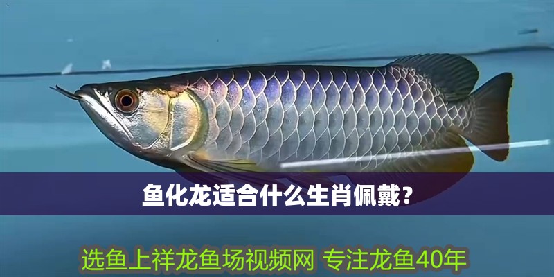 魚化龍適合什么生肖佩戴？ 魚化龍適合什么生肖佩戴？ 龍魚論壇