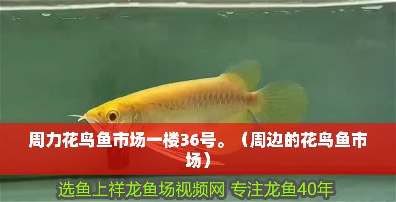 周力花鳥魚市場一樓36號。（周邊的花鳥魚市場）