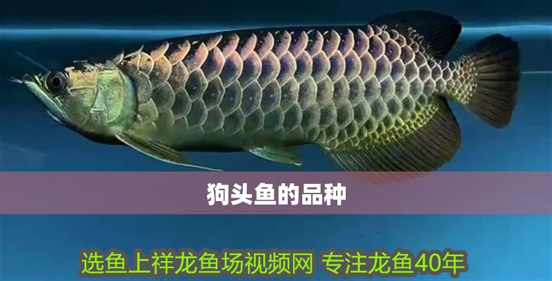狗頭魚的品種