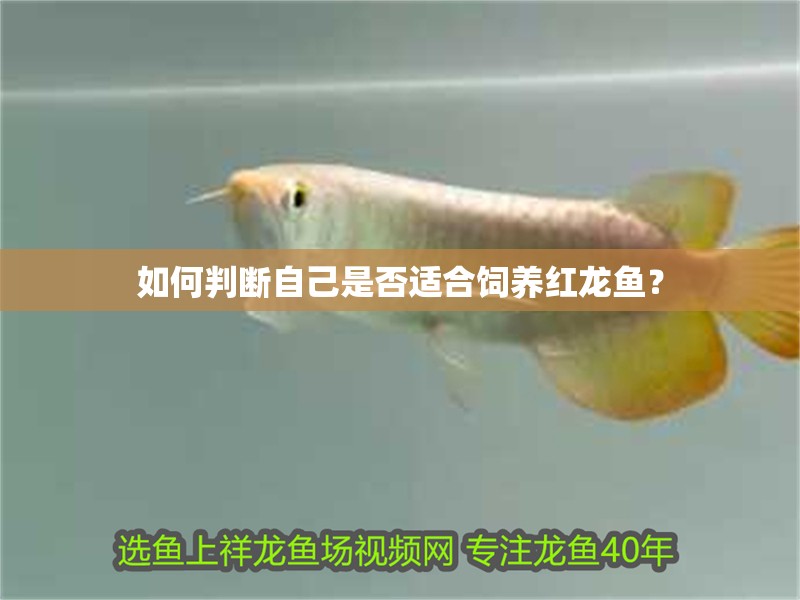 如何判斷自己是否適合飼養紅龍魚？