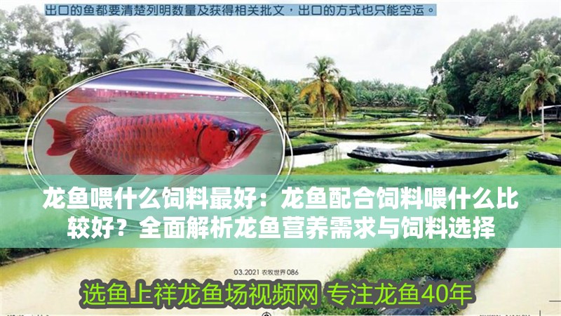 龍魚喂什么飼料最好：龍魚配合飼料喂什么比較好？全面解析龍魚營養(yǎng)需求與飼料選擇 龍魚喂什么飼料最好：龍魚配合飼料喂什么比較好？全面解析龍魚營養(yǎng)需求與飼料選擇 龍魚百科