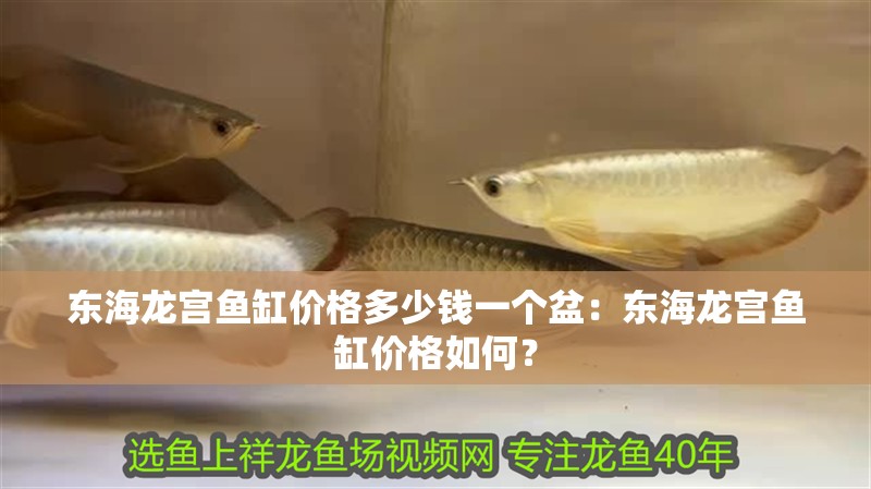 東海龍宮魚(yú)缸價(jià)格多少錢(qián)一個(gè)盆：東海龍宮魚(yú)缸價(jià)格如何？