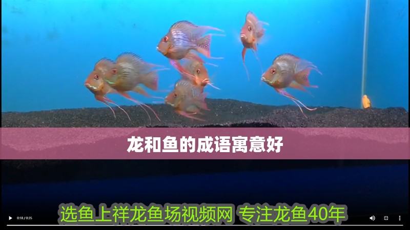 龍和魚的成語寓意好