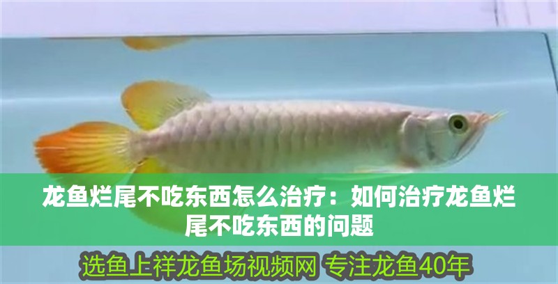 龍魚(yú)爛尾不吃東西怎么治療：如何治療龍魚(yú)爛尾不吃東西的問(wèn)題