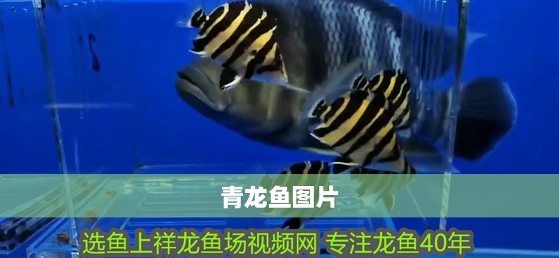 青龍魚圖片 青龍魚圖片 龍魚論壇