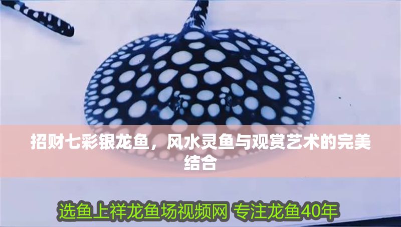 招財七彩銀龍魚，風水靈魚與觀賞藝術的完美結合