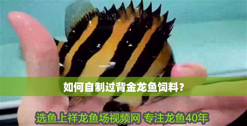如何自制過背金龍魚飼料？