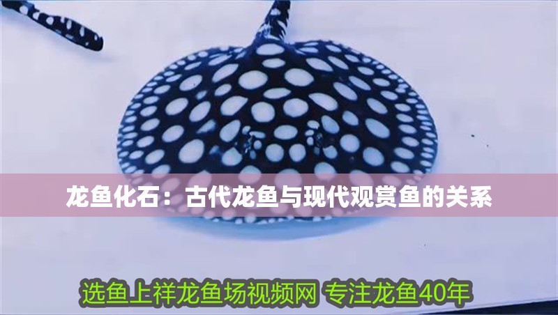 龍魚化石：古代龍魚與現代觀賞魚的關系