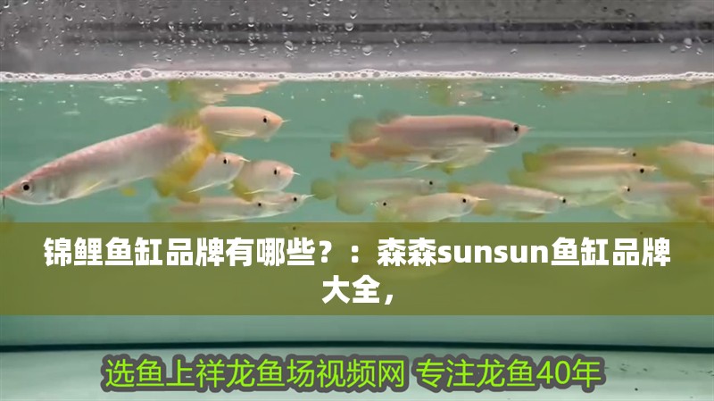 錦鯉魚缸品牌有哪些？：森森sunsun魚缸品牌大全，