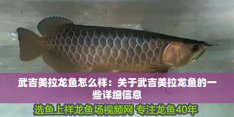 武吉美拉龍魚怎么樣：關(guān)于武吉美拉龍魚的一些詳細信息