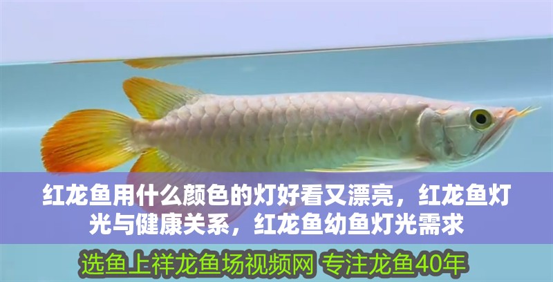 紅龍魚用什么顏色的燈好看又漂亮，紅龍魚燈光與健康關(guān)系，紅龍魚幼魚燈光需求