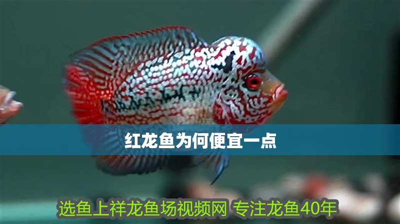 紅龍魚為何便宜一點