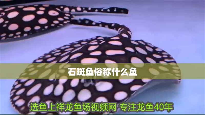 石斑魚俗稱什么魚