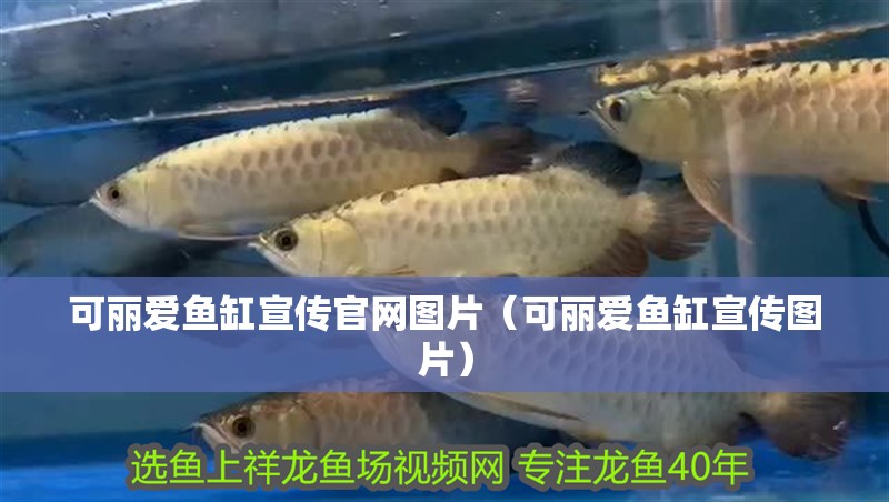 魚缸用增氧泵價(jià)格是多少:魚缸增氧機(jī)-xtrac增氧機(jī)-xtrac增氧機(jī) 可麗愛魚缸宣傳官網(wǎng)圖片(可麗愛魚缸宣傳圖片) 魚缸百科 可麗愛魚缸宣傳官網(wǎng)圖片(可麗愛魚缸宣傳圖片) 可麗愛魚缸宣傳官網(wǎng)圖片(可麗愛魚缸宣傳圖片) 魚缸百科