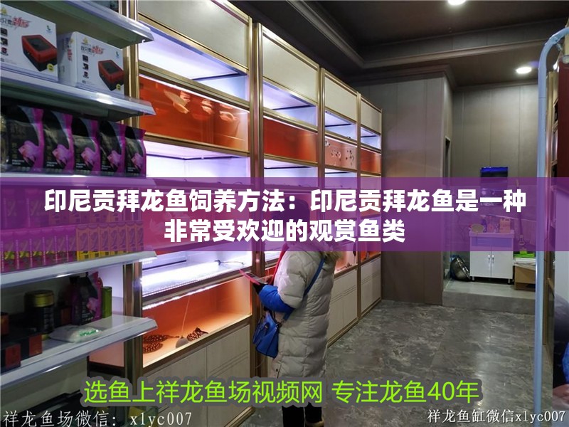 印尼貢拜龍魚飼養方法：印尼貢拜龍魚是一種非常受歡迎的觀賞魚類