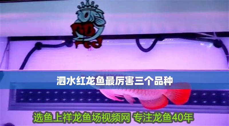 <strong><mark>泗水</mark></strong>紅龍魚最厲害三個品種
