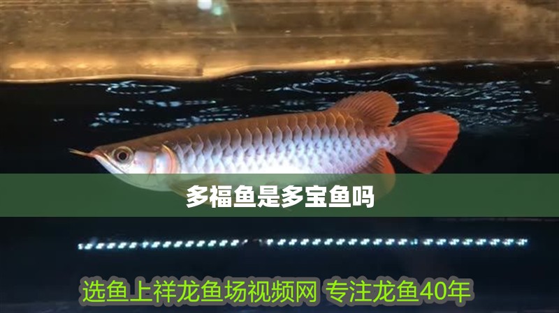 多福魚是多寶魚嗎 多福魚是多寶魚嗎 龍魚論壇